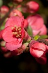 Timida primavera Timida primavera