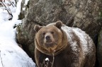 orso europeo con fiuto fine..... orso europeo con fiuto fine.....