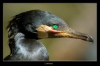 Cormorano Cormorano