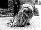 Cane rasta Cane rasta