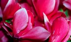 ROSSO CICLAMINO ROSSO CICLAMINO