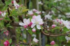...Accenni di Primavera... ...Accenni di Primavera...
