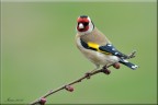 Cardellino Cardellino