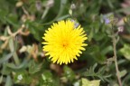 fiori fiori