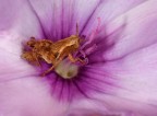...Flora e Fauna...!!! ...Flora e Fauna...!!!