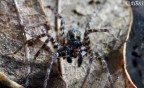 Pardosa sp. Pardosa sp.