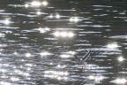 Un gabbiano a Broadway Un gabbiano a Broadway