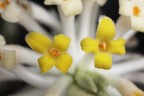 Edgewortia Edgewortia