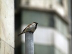 Passerotto