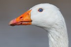 Ritratto di un'oca Ritratto di un'oca