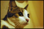 My cat... Maya My cat... Maya