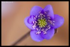 Hepatica nobilis
