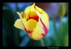 tulipano tulipano