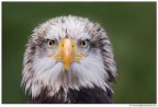 Eagle Eagle