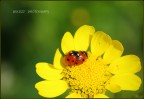 coccinella coccinella