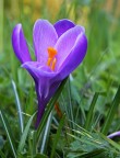 semplicemente.... crocus semplicemente.... crocus