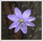 Viola Viola