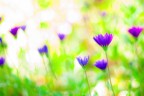 albori della primavera albori della primavera