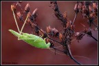 Quando la natura appassita fà spettacolo. Quando la natura appassita fà spettacolo.