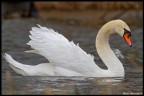 Cigno in assetto da combattimento Cigno in assetto da combattimento