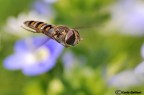 Episyrphus balteatus in volo Episyrphus balteatus in volo
