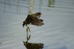 gallinella d'acqua gallinella d'acqua