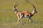 Gazzelle di Grant