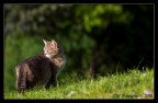 Il Re del parco Il Re del parco