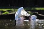 in volo !! in volo !!