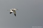 avocetta avocetta