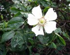 Rosa Canina