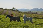 Horses Horses