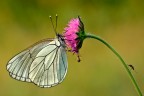 Aporia Aporia