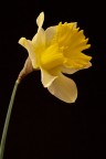 Narciso Narciso