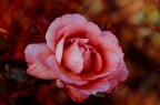 Una pp in Lightroom di una foto scattata ad una rosa "venere". 
Pareri e consigli non solo ben accetti ma desiderati :)