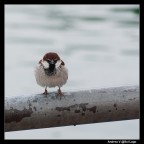 Fuji S100;400mm;f5,3;1/300;ISO400