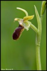 Orchidea Orchidea