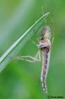 Chironomide