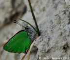 Farfalla verde =) Farfalla verde =)