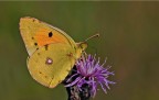 Colias Colias