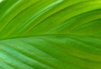 green green