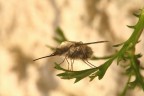 ...Bombylius...!!!
