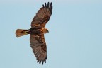 falco di palude falco di palude