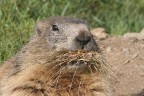 Marmotta al Nivolet Marmotta al Nivolet