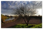 l' Albero l' Albero