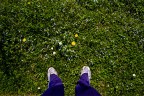 Spring Spring
