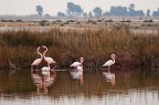 fenicotteri in Camargue fenicotteri in Camargue