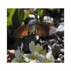 Macroglossa