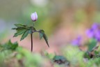 Anemone nemorosa Anemone nemorosa