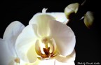 Orchidea...